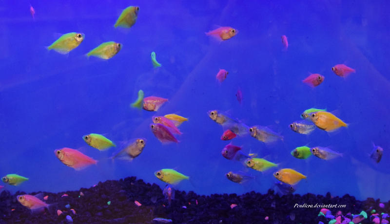 Stock - Glofish (Skirt Tetras) 3