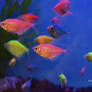 Stock - Glofish (Skirt Tetras) 13