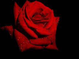 RED ROSE