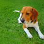 My Beagle.....
