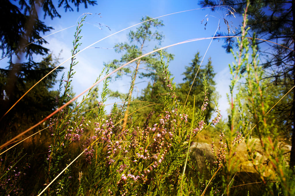 summer forest landscape with heather