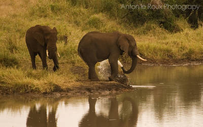 Elephants at the water