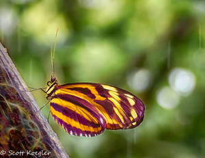 It's a butterfly world by Photominimalist