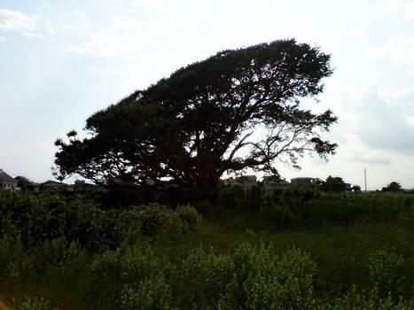 Elder Tree