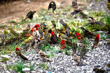 Oiseaux HDR