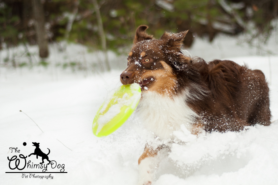 Snow Disc