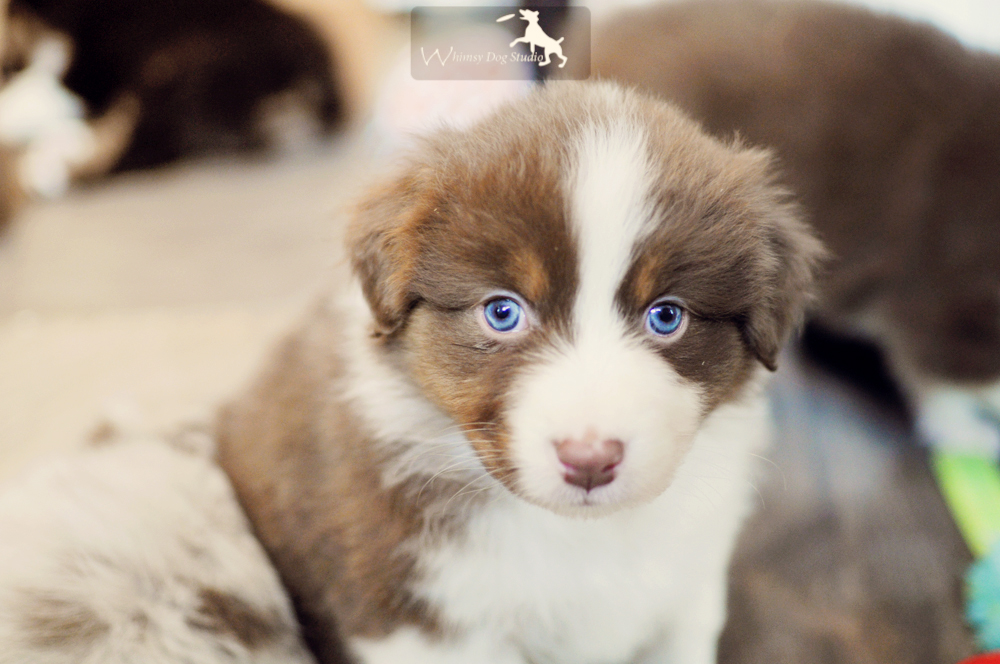 Aussie Puppy - Lacey