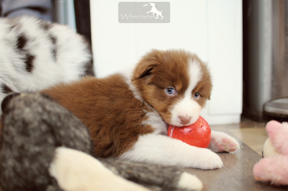 Red Tri Aussie Puppy