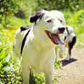 Hero the Border Collie