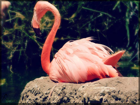 Flamingo