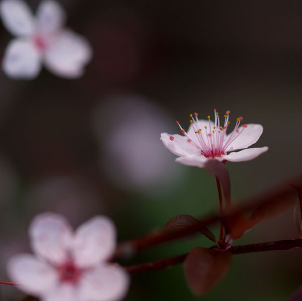 pink blossom