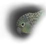 Turquoise Green cheeked Conure