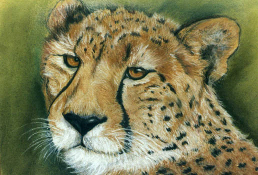 cheetah