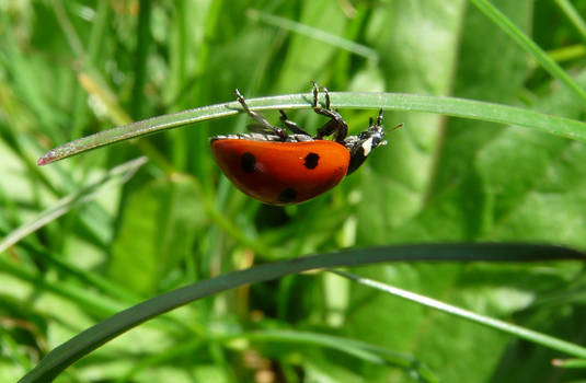 Acrobat ladybird 2