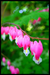 bleeding hearts