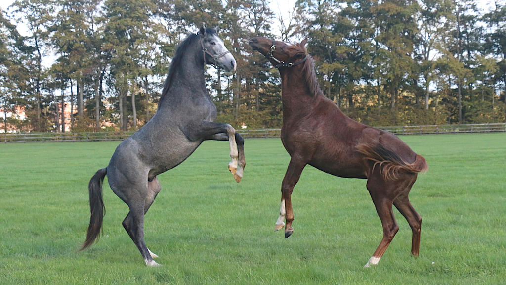 Sparring Yearling