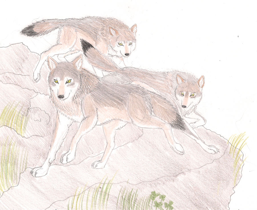 Cd Rudd Deviantart Wolfpack Wolf Pack by Gris93 on DeviantArt