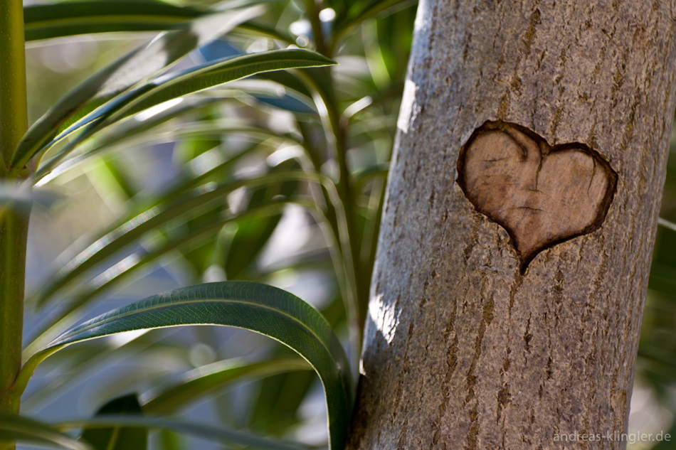 Treeheart