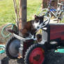 Tractor Drivin Kitteh