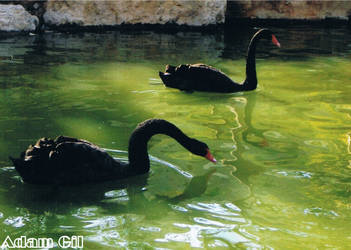 Black Swans