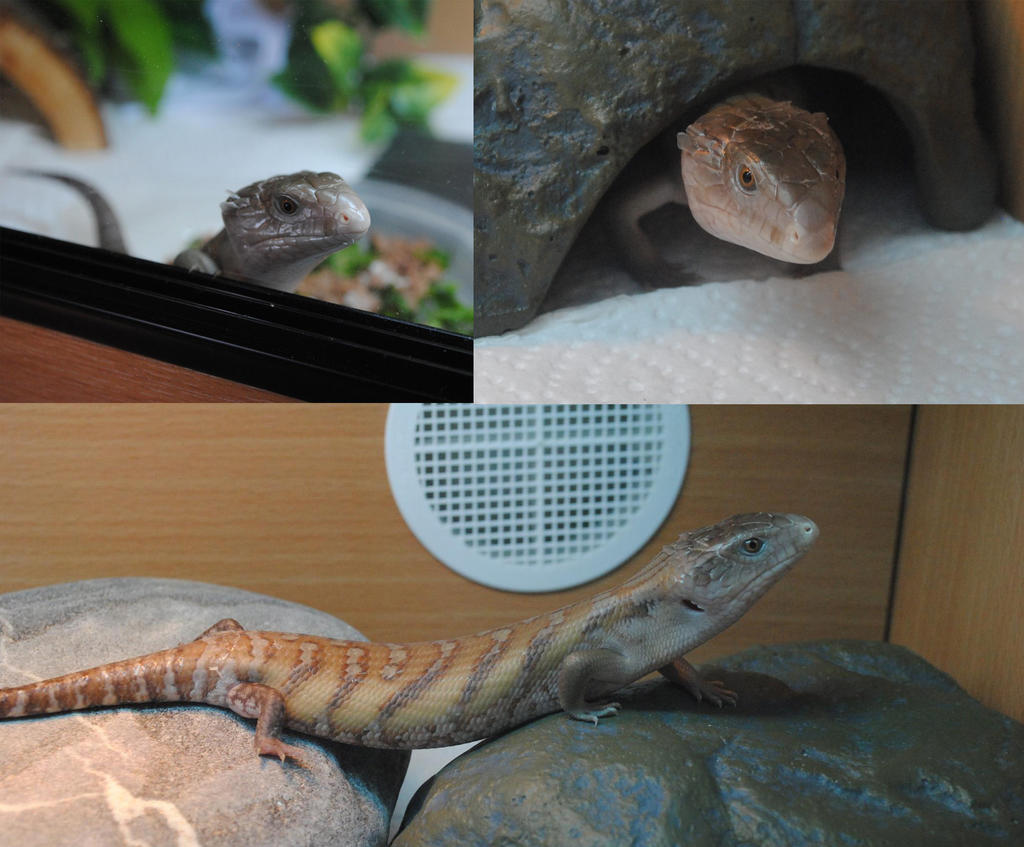 Rusty the blue tongued skink