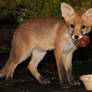 Fox pup 3
