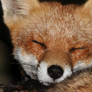 Fox Close Up