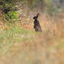 Field Rabbit