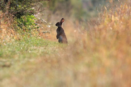 Field Rabbit