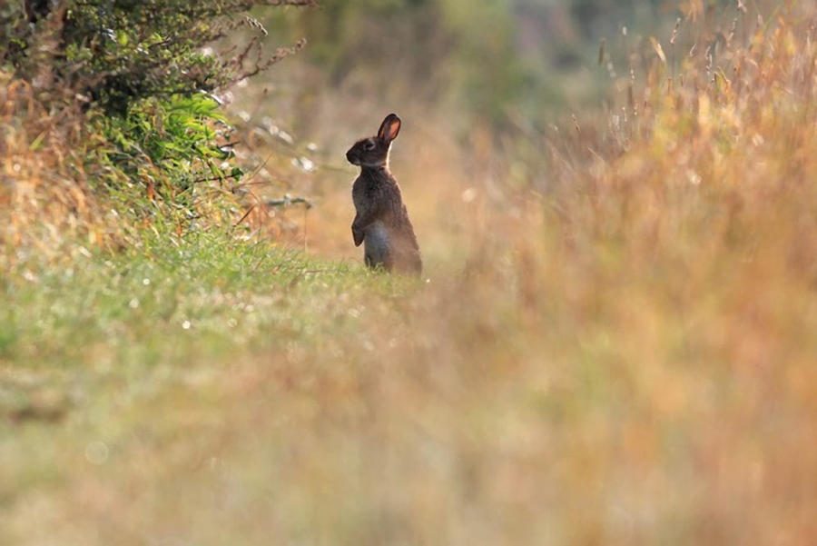 Field Rabbit by FrankWolfePhotograph