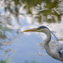 Ardeidae Hunt in the pond