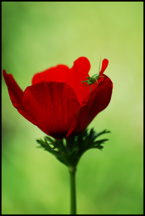 green-red-green