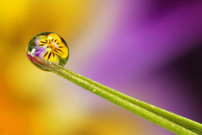 Dew drop