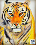 Bengal Tiger Colorpencil