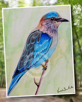 Indian Roller Bird Colorpencil