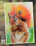 Red Squirrel Colorpencil by vishalsurvearts
