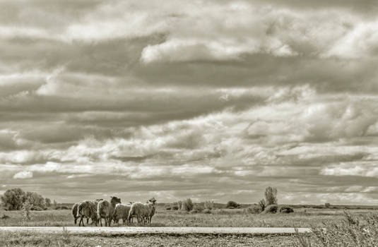 Sky and sheeps