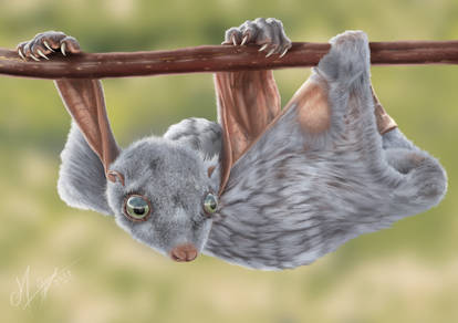 Explore the Best Colugo Art | DeviantArt