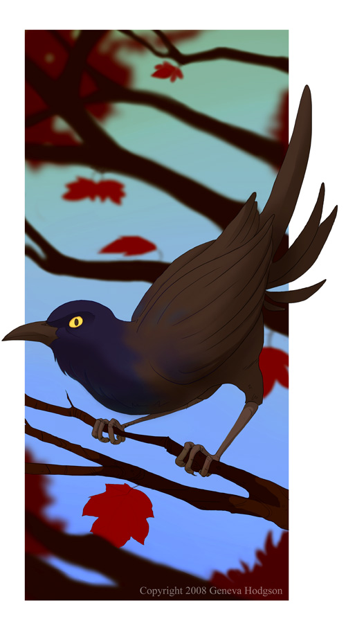 Grackle