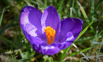 Spring crocus by Aleyd92