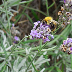 Bee on lavender by Bushrch