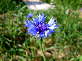 Cobaltic Flower.