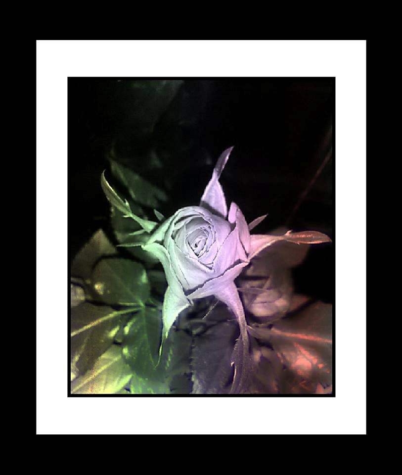 Closed Rose by LivingImages94 on DeviantArt