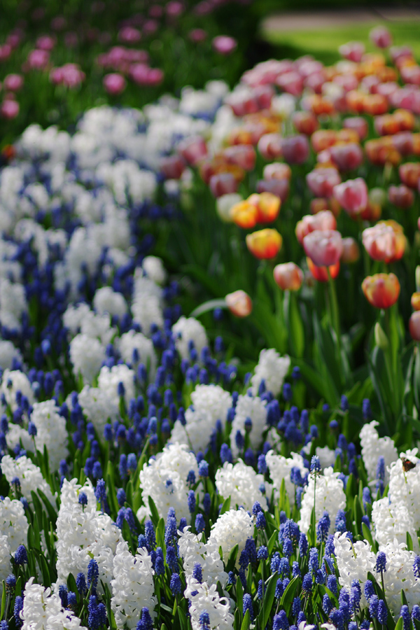 Keukenhof I