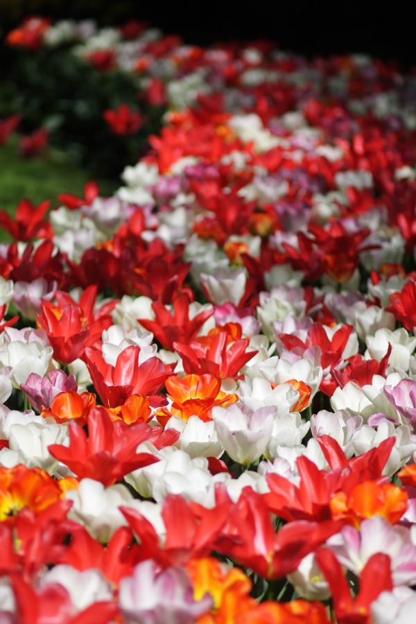 Keukenhof V