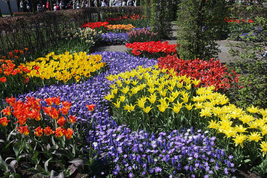 Keukenhof IX