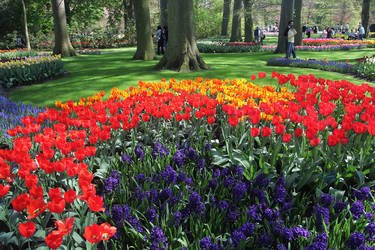 Keukenhof X