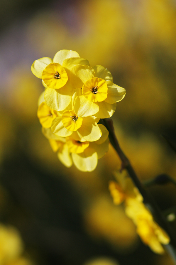 Keukenhof XI