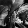daffodil III.