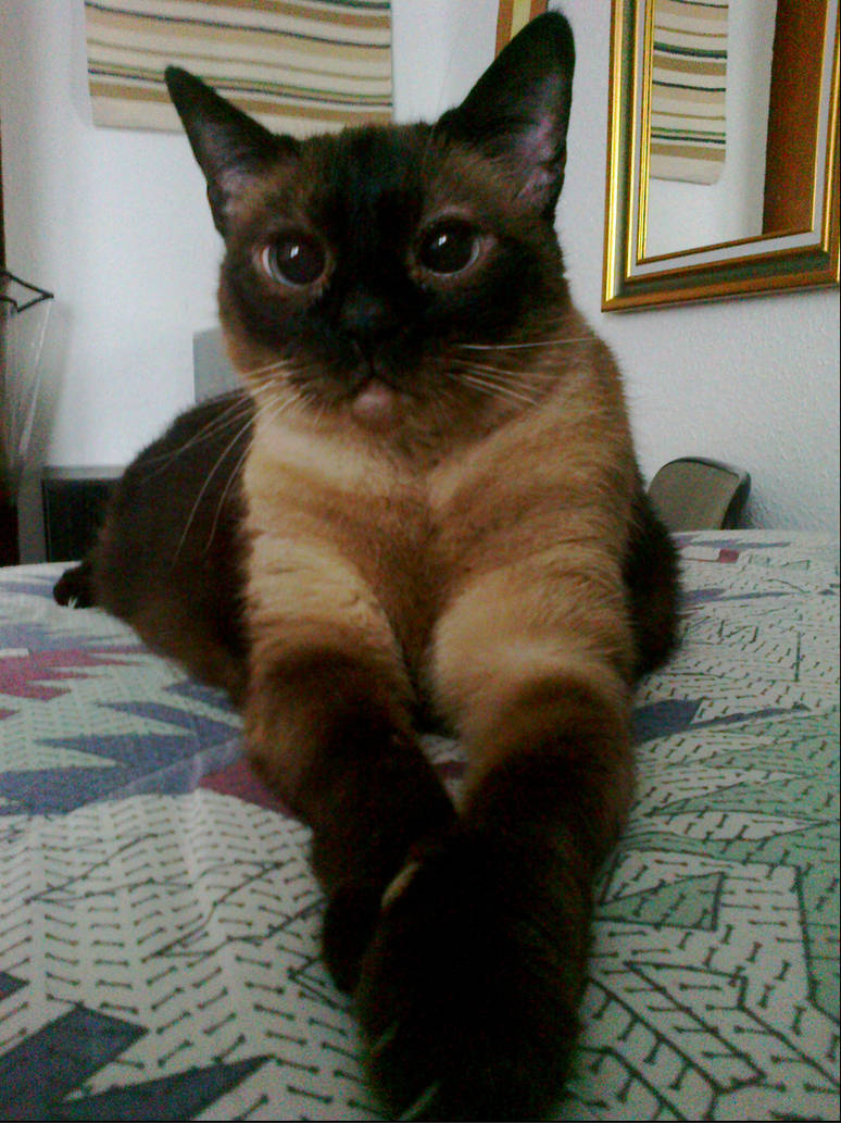 Sweet -lua by LighthouseLady on DeviantArt